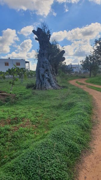 CASA CON TERRENO EN SA VORERA